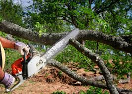 Best Firewood Processing and Delivery  in Spencerville, NM