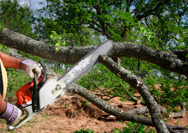 How Our Tree Care Process Works  in  Spencerville, NM